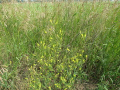 Melilotus suaveolens