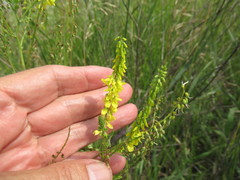 Melilotus suaveolens