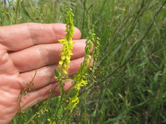 Melilotus suaveolens