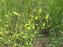 Melilotus suaveolens
