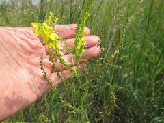 Melilotus suaveolens