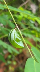 Polyura hebe