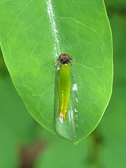 Polyura hebe