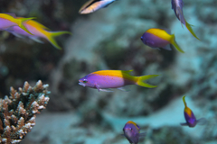 Mirolabrichthys evansi
