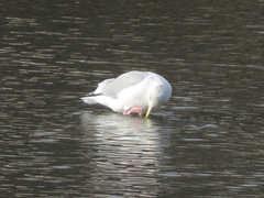 Larus argentatus vegae