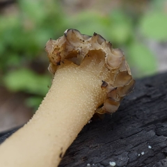 Morchella populiphila