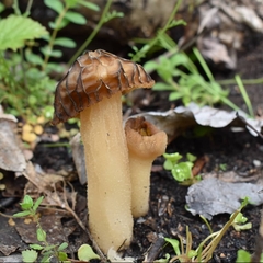 Morchella populiphila