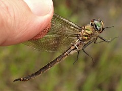 Somatochlora brevicincta