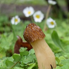 Morchella populiphila