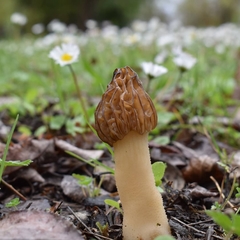 Morchella populiphila