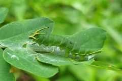 Polyura hebe
