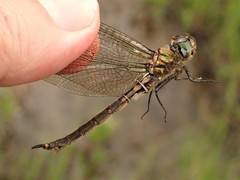 Somatochlora brevicincta