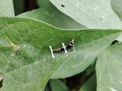 Lepidoptera