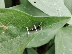 Lepidoptera