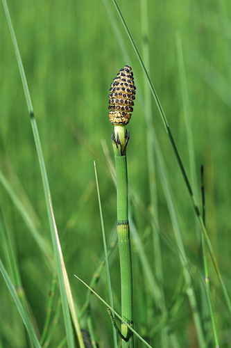 Water horsetail (Equisetum fluviatile)