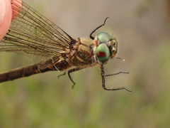 Somatochlora brevicincta