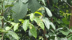 Clerodendrum laevifolium