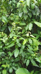 Clerodendrum laevifolium