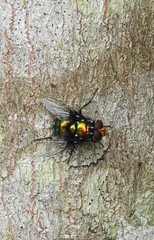 Amenia chrysame