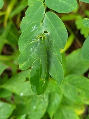 Polyura hebe