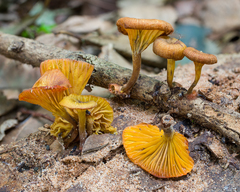 Gerronema cyathiforme