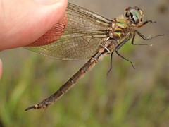 Somatochlora brevicincta