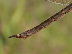 Somatochlora brevicincta