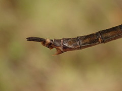 Somatochlora brevicincta