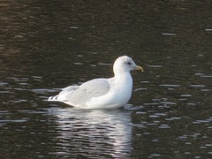 Larus argentatus vegae