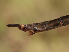 Somatochlora brevicincta