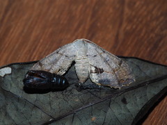 Dysaethria flavistriga