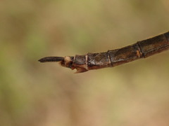 Somatochlora brevicincta