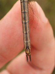 Somatochlora brevicincta