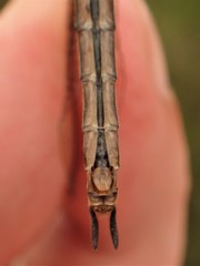 Somatochlora brevicincta