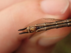 Somatochlora brevicincta