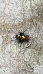 Amenia chrysame