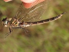 Somatochlora brevicincta