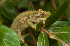 Bradypodion thamnobates
