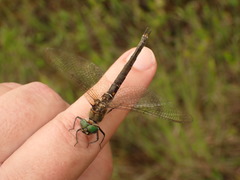 Somatochlora brevicincta