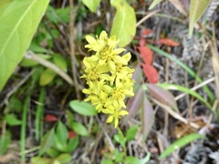 Solidago decurrens
