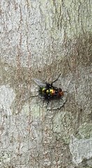Amenia chrysame