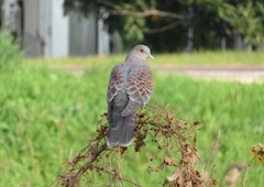 Streptopelia orientalis