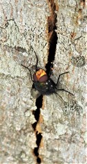 Amenia chrysame