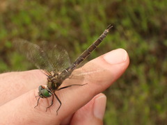 Somatochlora brevicincta