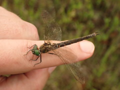 Somatochlora brevicincta