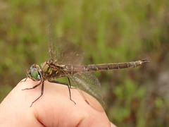 Somatochlora brevicincta