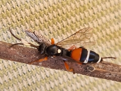 Ichneumon promissorius