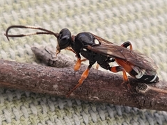 Ichneumon promissorius