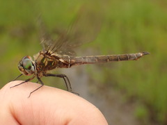 Somatochlora brevicincta