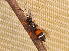 Ichneumon promissorius